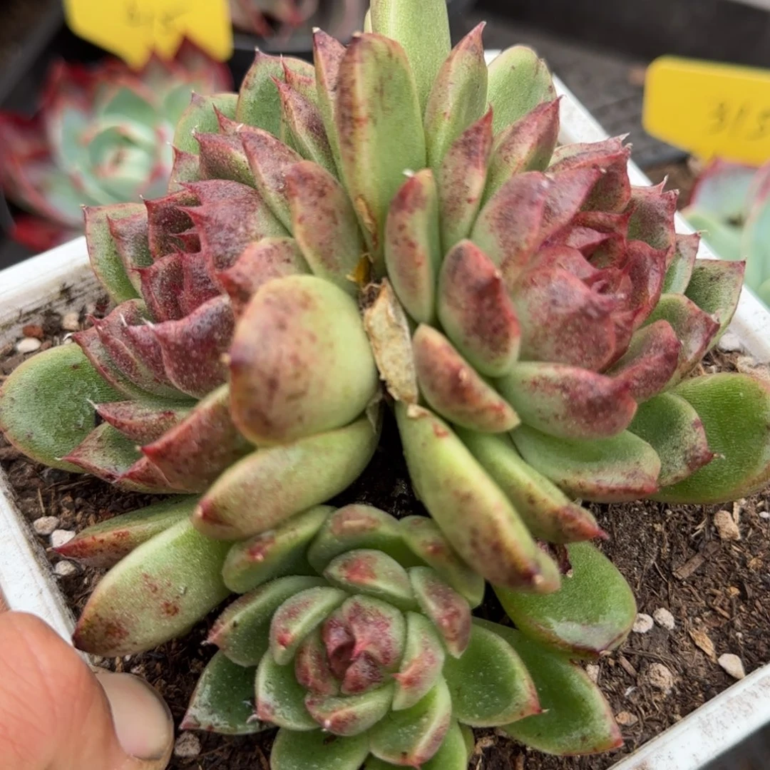 黑水晶惊鸿一物一拍包装收缩花旱獭