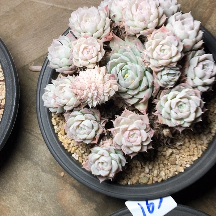 美**美164///////////////