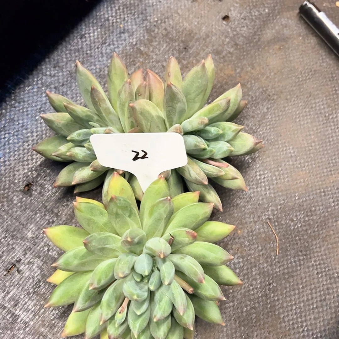 ①**児22）g v j j