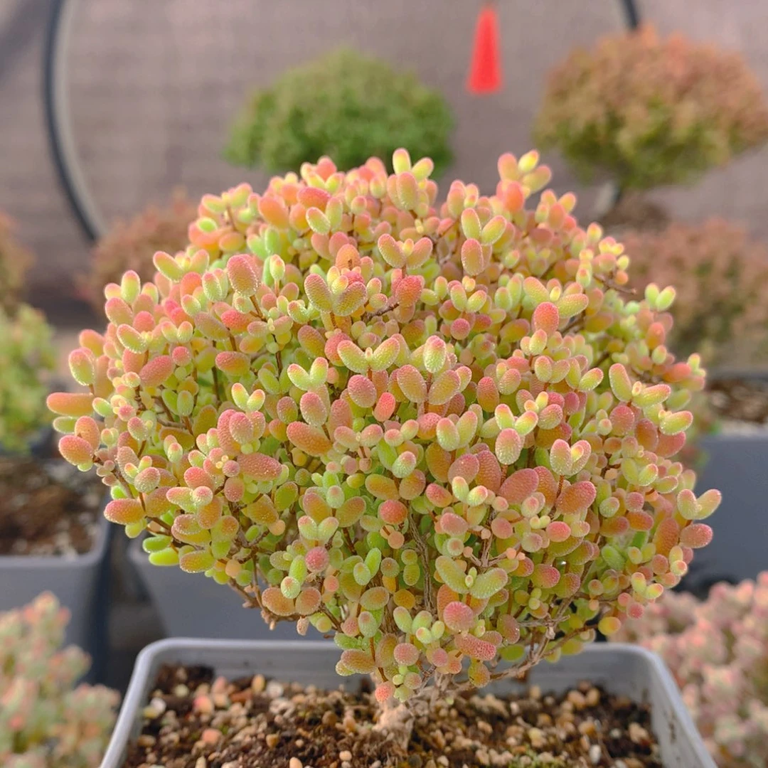 c372蜜橘糖球枝干番杏