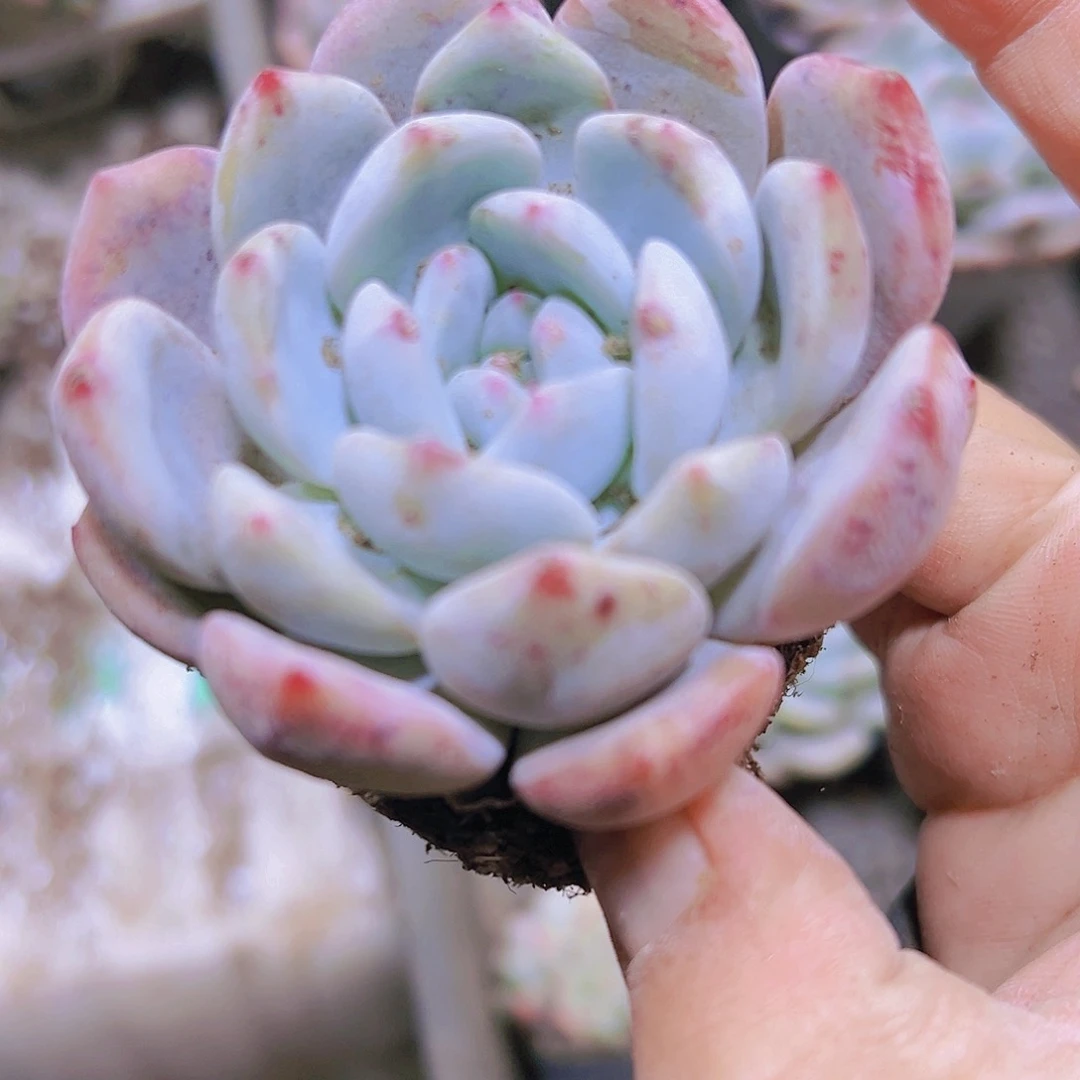 原始橙2个19包邮