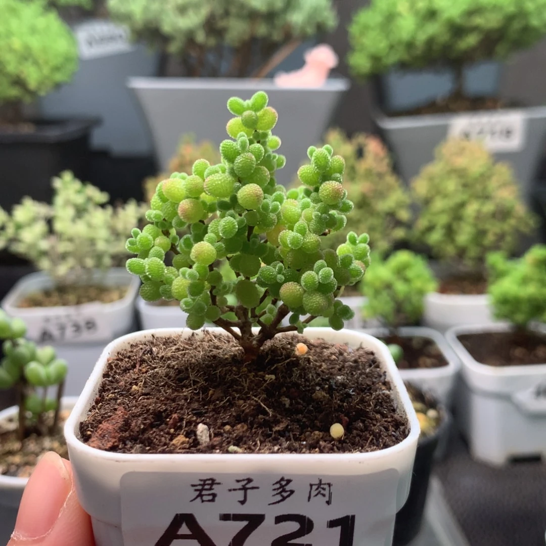 721蜜橘。