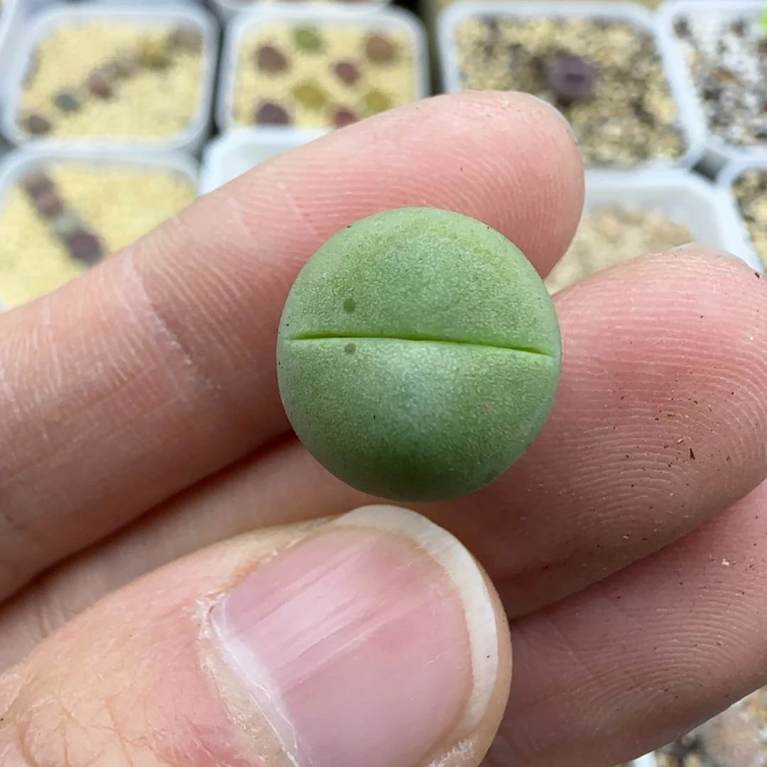 158 春桃清框福利30包邮