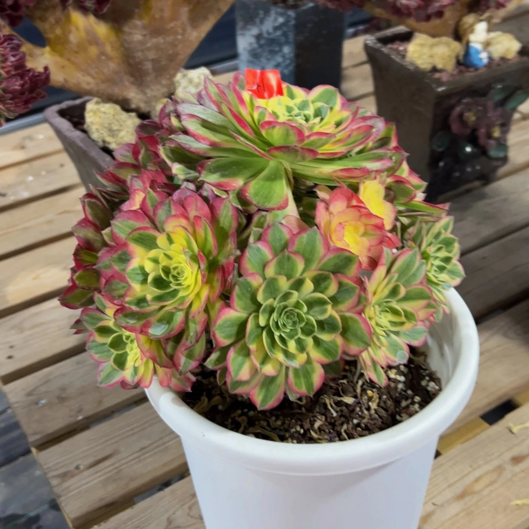 41炖肉植物发货海王