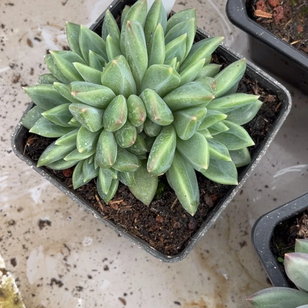 美人系多肉植物956