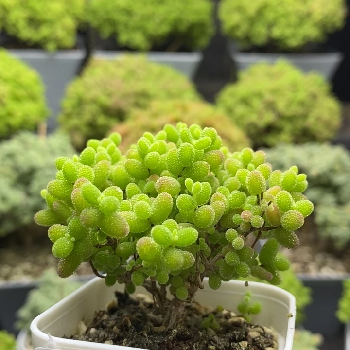 蜜橘糖球6933枝干番杏