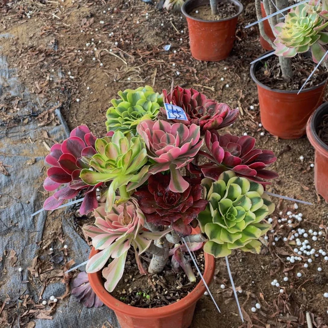 55鲜花老桩嫁接法师