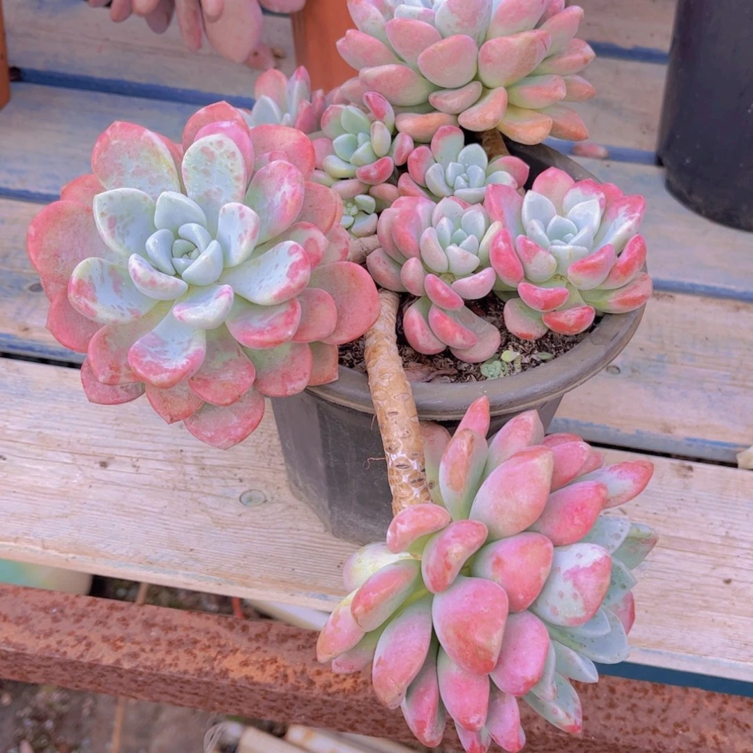 哥***越多肉植物保护研究所所长