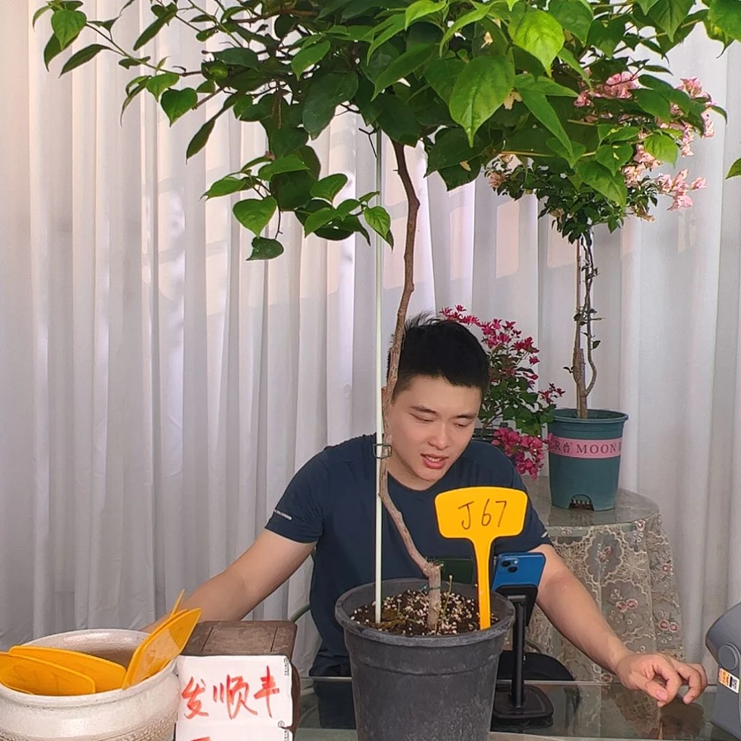 当前无花栽培后可以开花萌**妈金心橙白J67