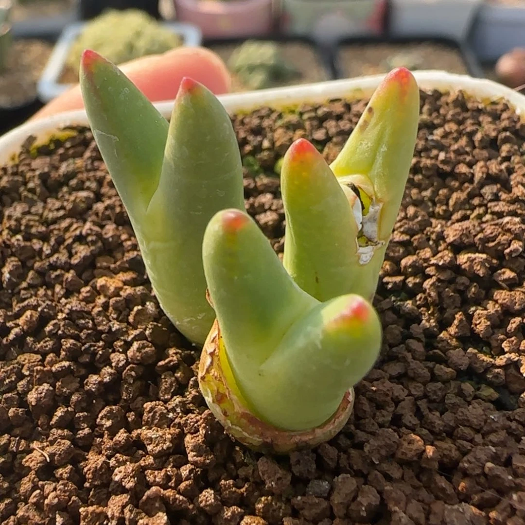 新年快乐多肉大福28号