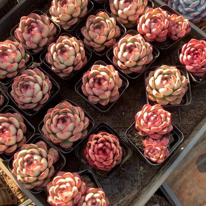 带盆土花田错2颗多肉植物两单包邮