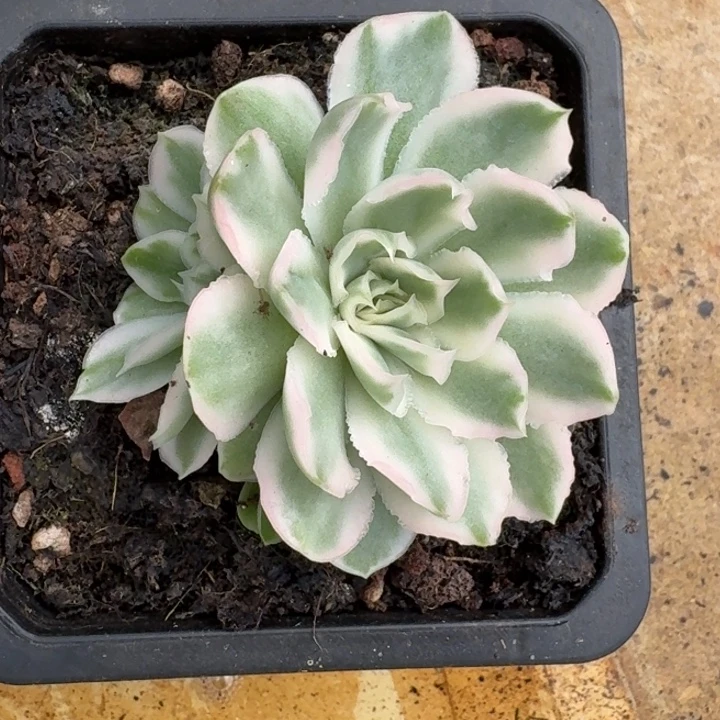 紫蝴蝶锦一物一拍