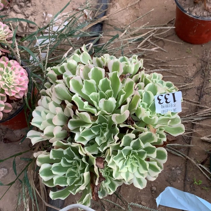 133雨花石手捧东棚