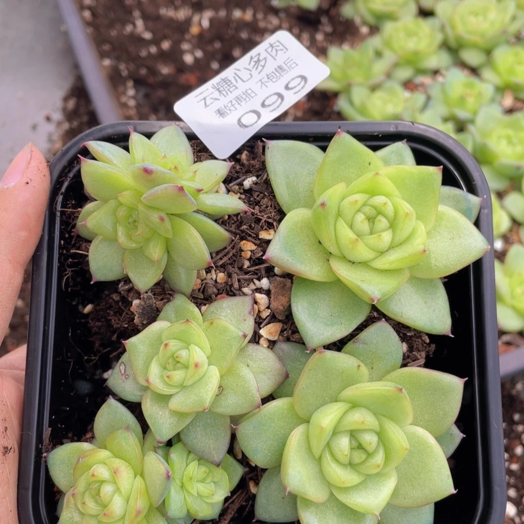 云糖心多肉植物99