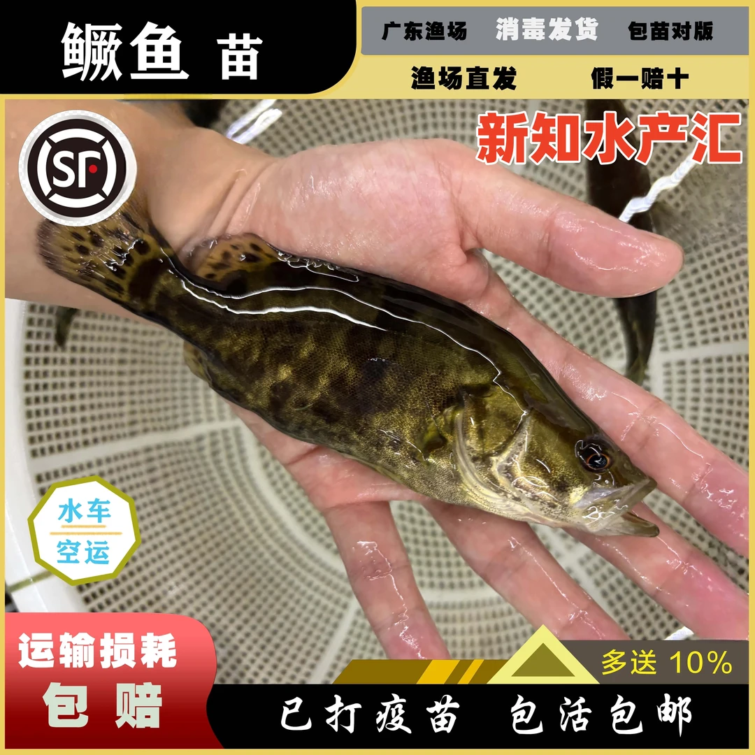 鳜鱼观赏鱼新苗桂花鳜鱼苗淡水好养殖食肉食性凶猛白鳜鱼观赏鱼苗