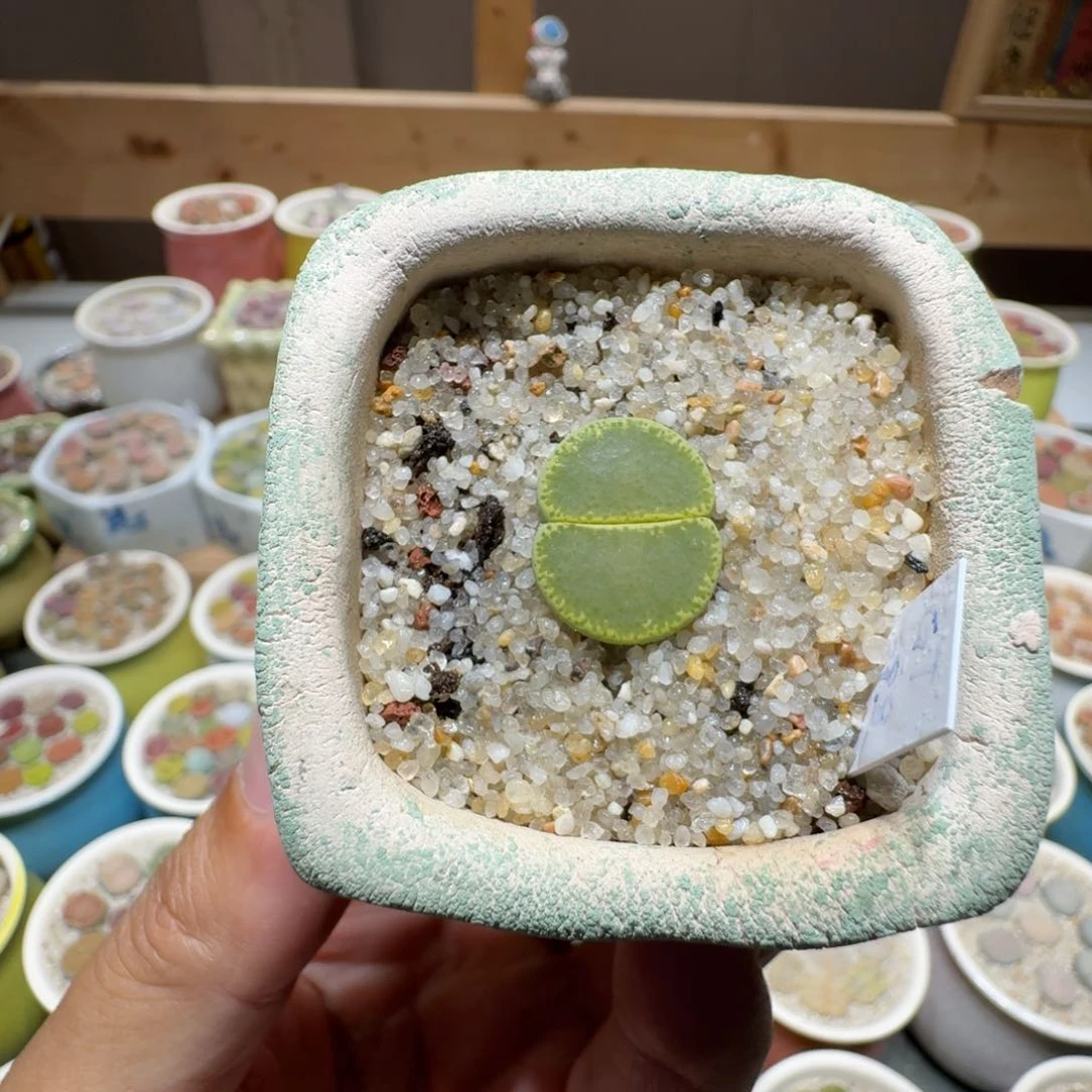 蘑菇227绿帽绿帽绿帽