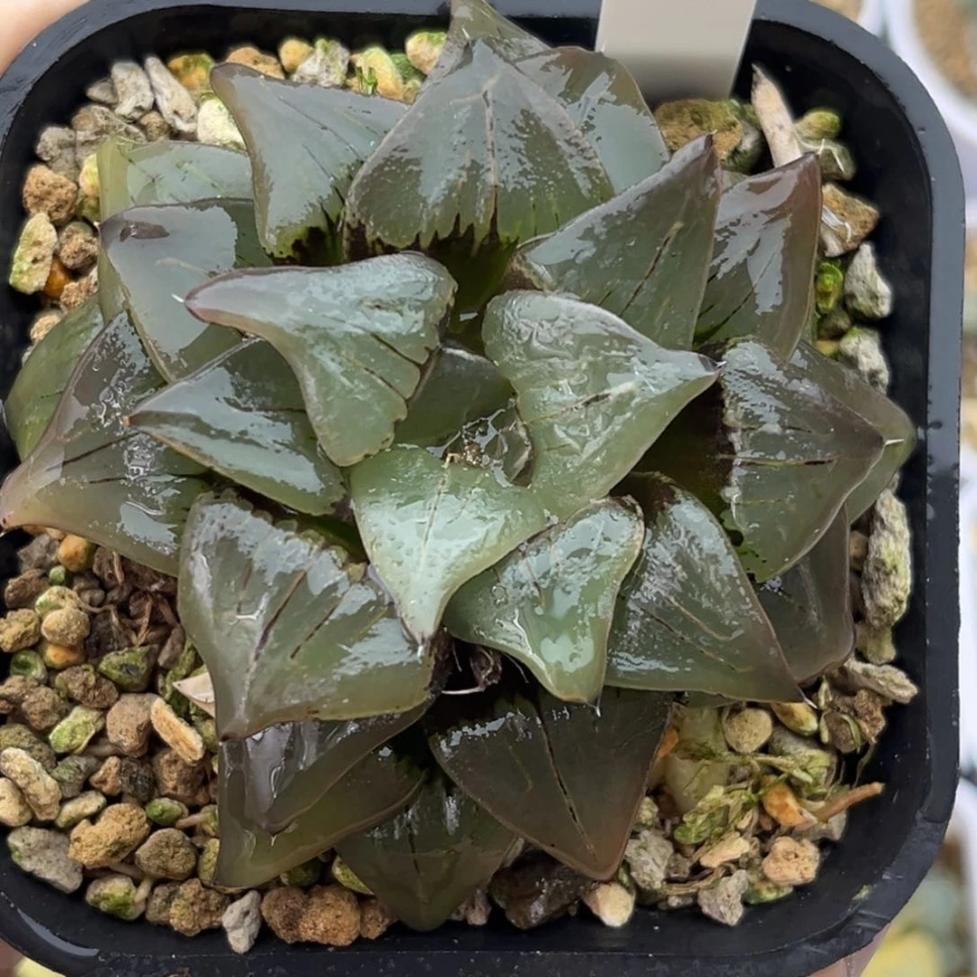 1红纹寿十二卷多肉