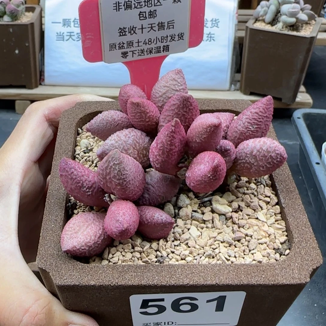 杨*561糖果多肉植物