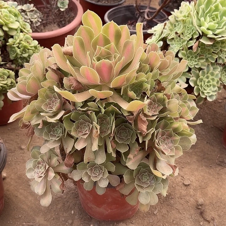 多肉植物女巫中斑37