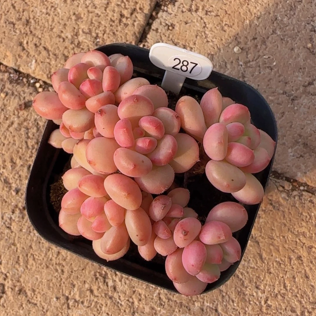 犄***?b106群一颗精控