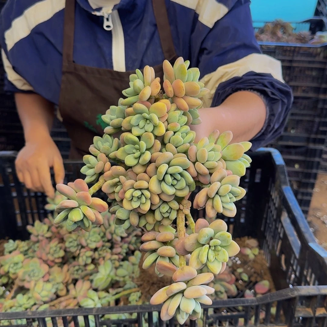 红落神 一颗 不包损