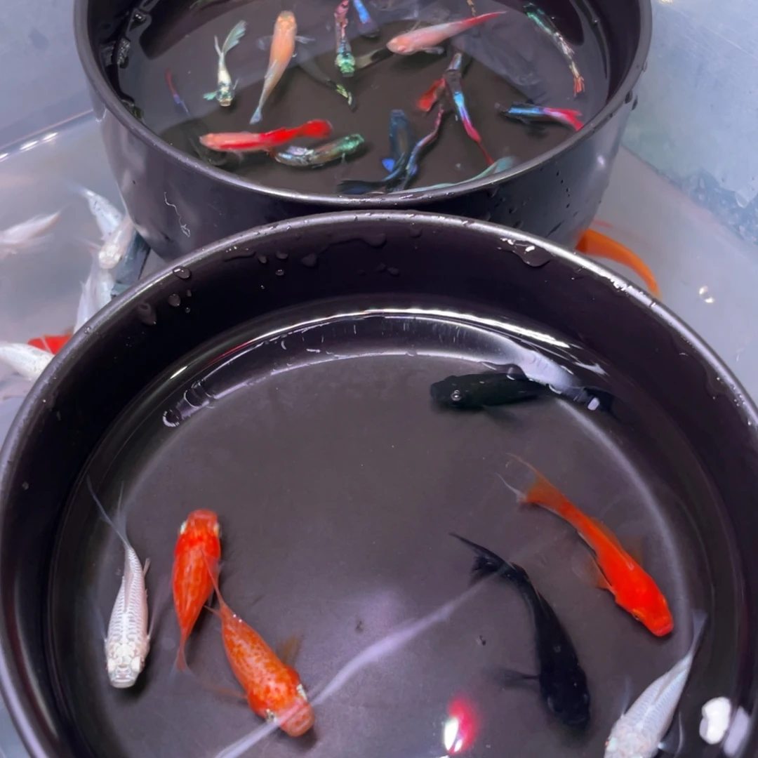 海水鱼玛丽球三色8+2备损