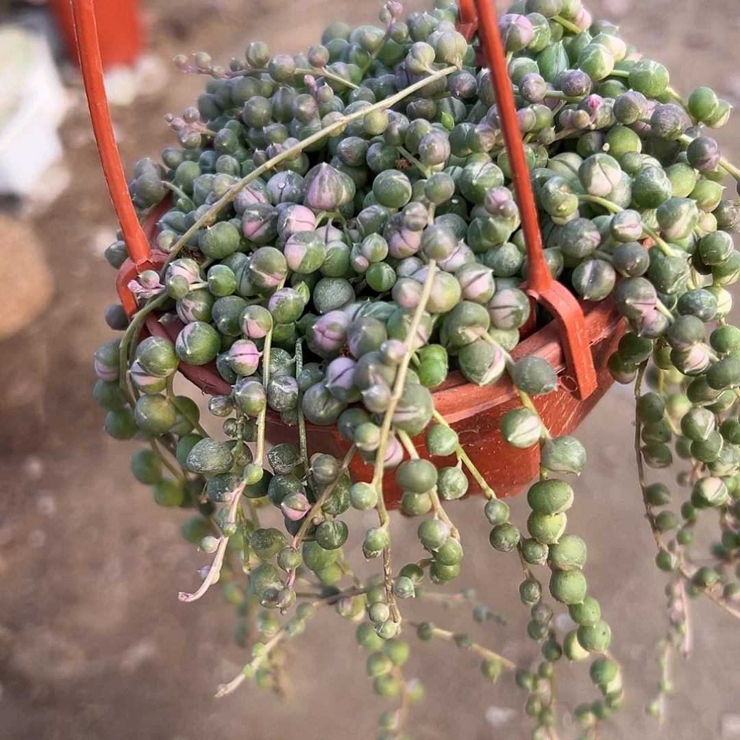 多肉植物佛珠锦带盆