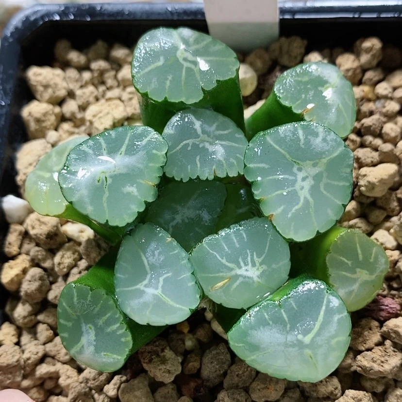 【闪购商品】153蜃气楼