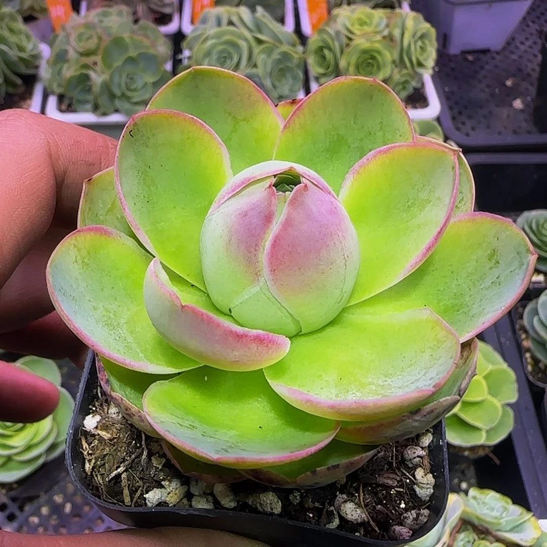 蟠桃 非偏远包邮玻璃心慎拍