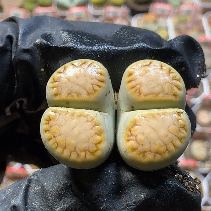 生石花23:：/。  19号