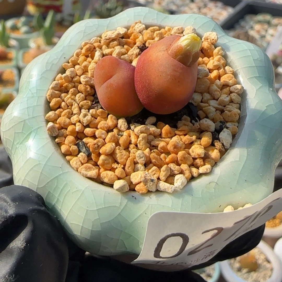 0276--一物一拍 带盆 水蜜桃1430.5