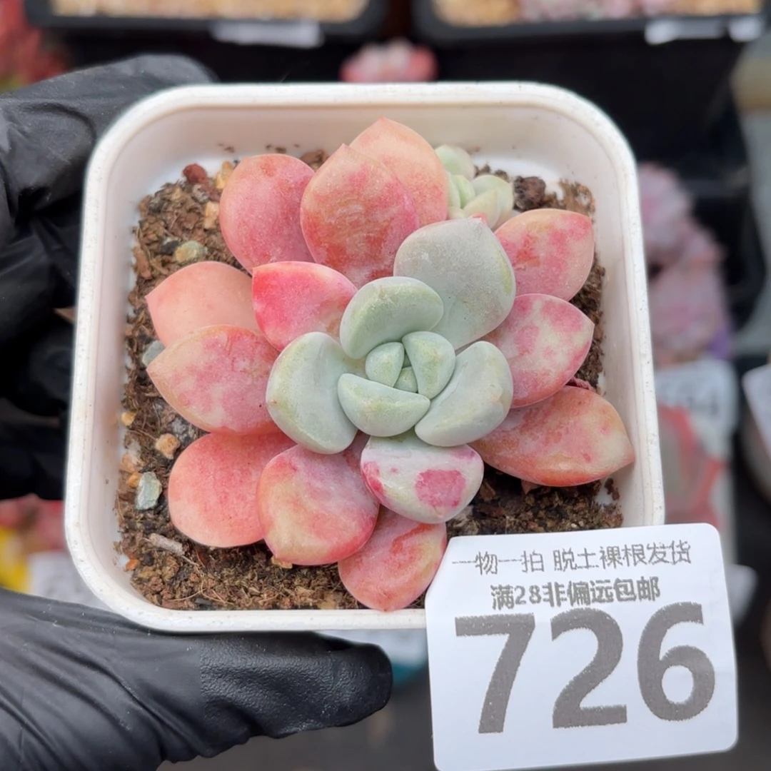 花斑鹿无盆土发货