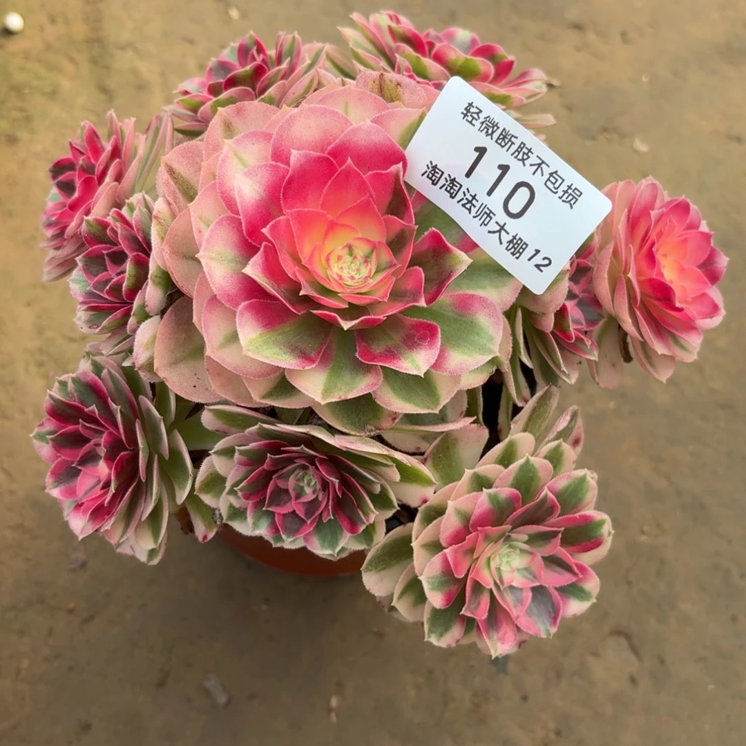 110倾城多肉植物法师