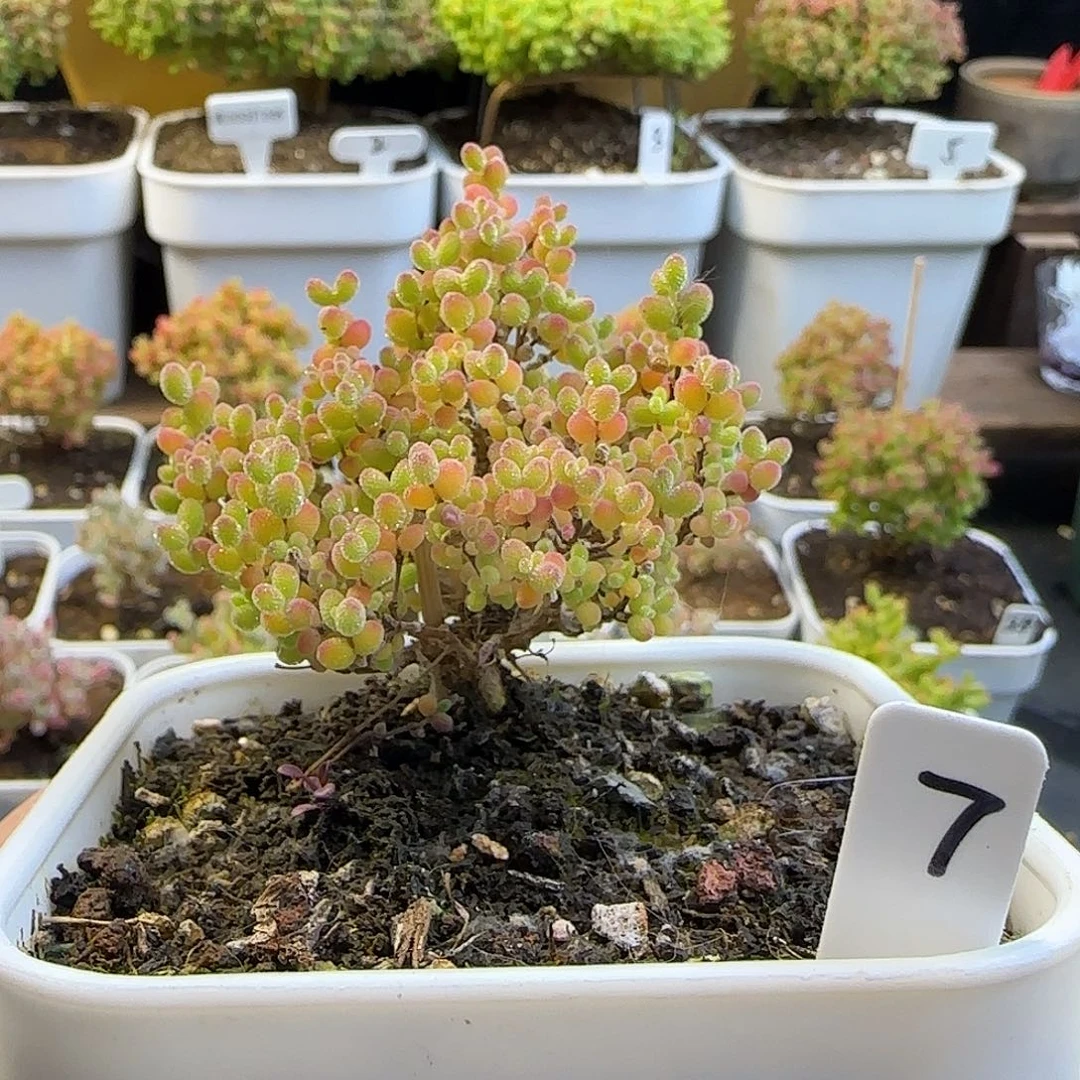 蜜橘糖球枝干番杏