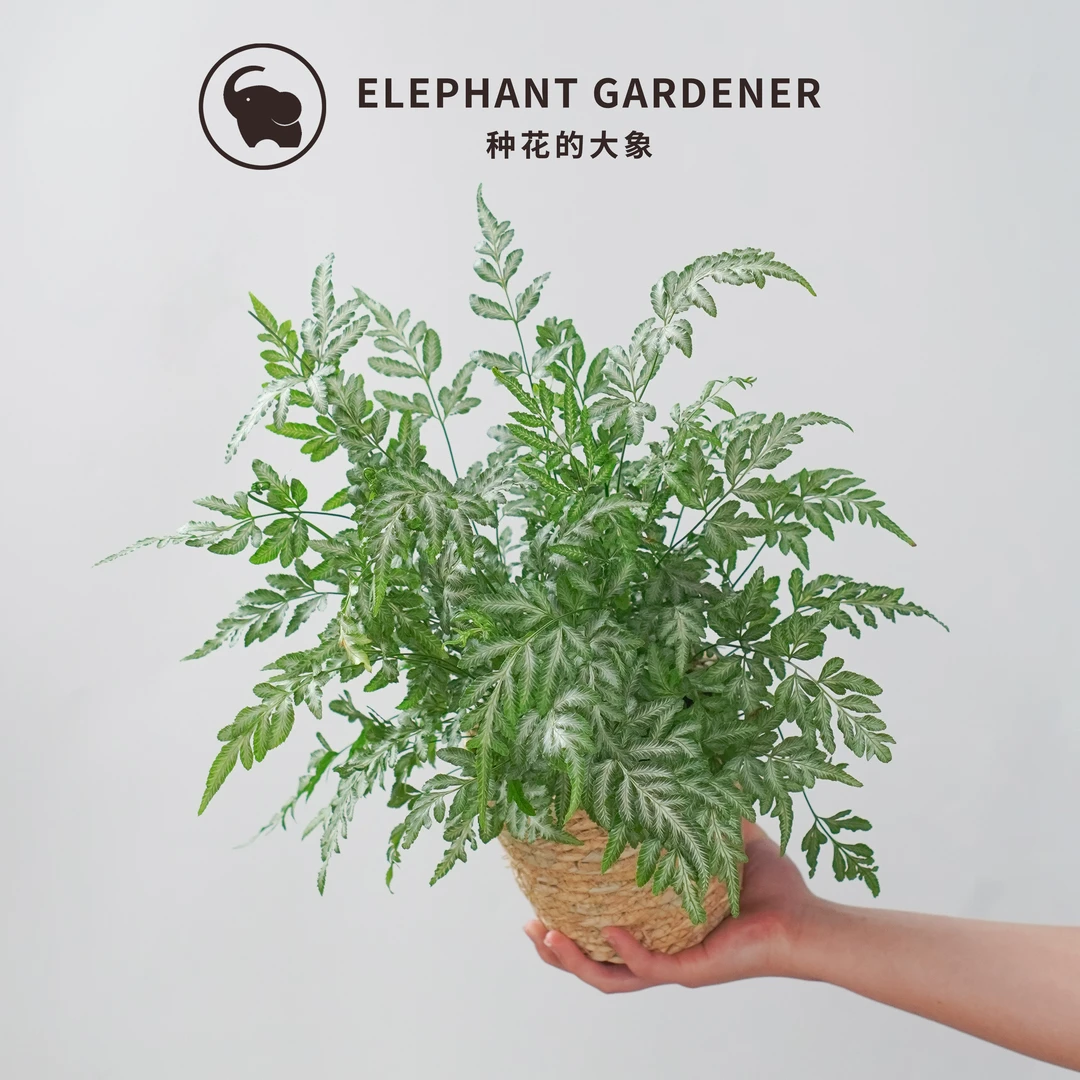 银线蕨盆栽蕨类室内外庭院桌面观叶植物吸甲醛净化空气