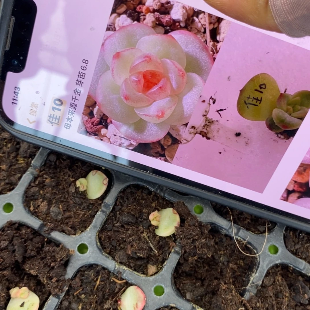 穴盘佳10芽苗一个多肉