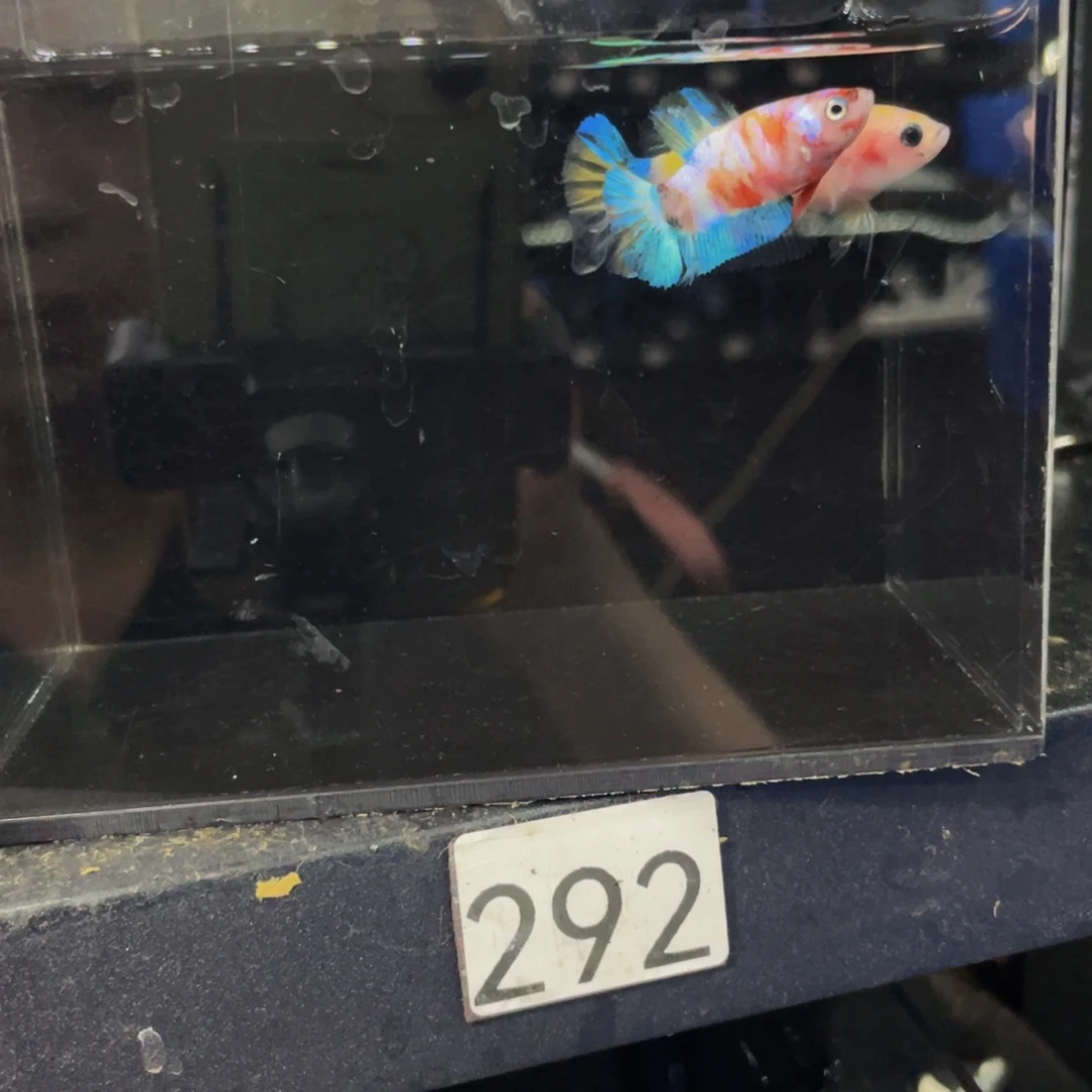 海水鱼两只母鱼水果糖