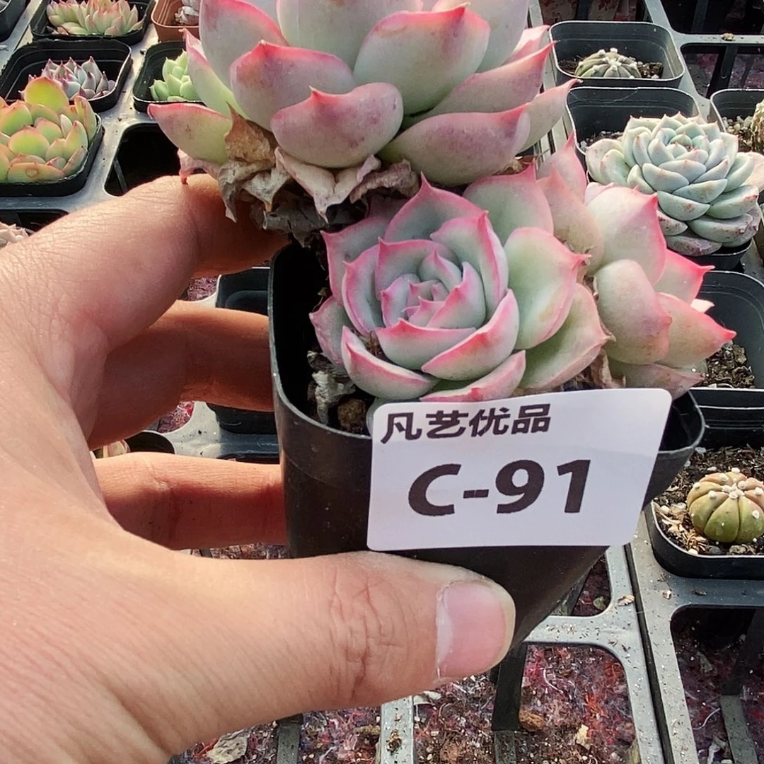 C91一物一拍满9.9包邮