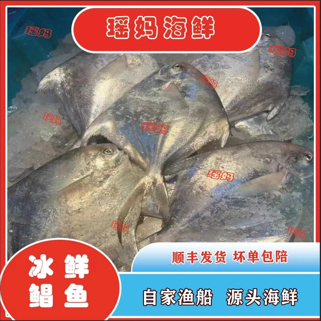 吕四本港纯野生银鲳鱼  江浙沪皖顺丰包邮