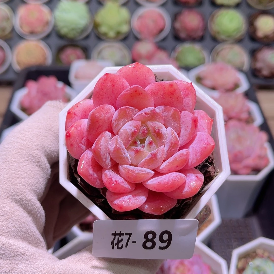 花利美7-89颜霜单头