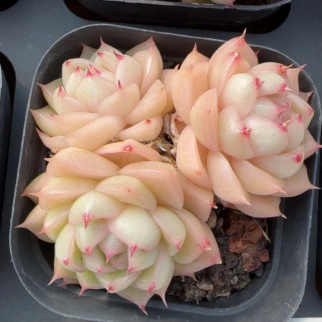 听***b花语逸境0211-45散