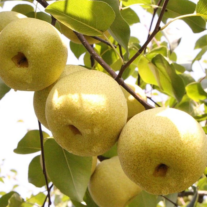 陕西甘河苹果酥梨皮薄香甜多汁新鲜口感爽口产地直发批发包邮梨子