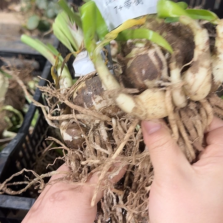 朱顶红浅叶安吉拉7厘米带侧