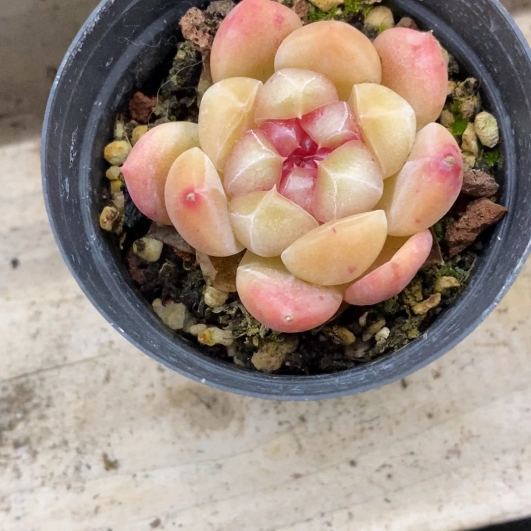 精品多肉一物一拍不包整394