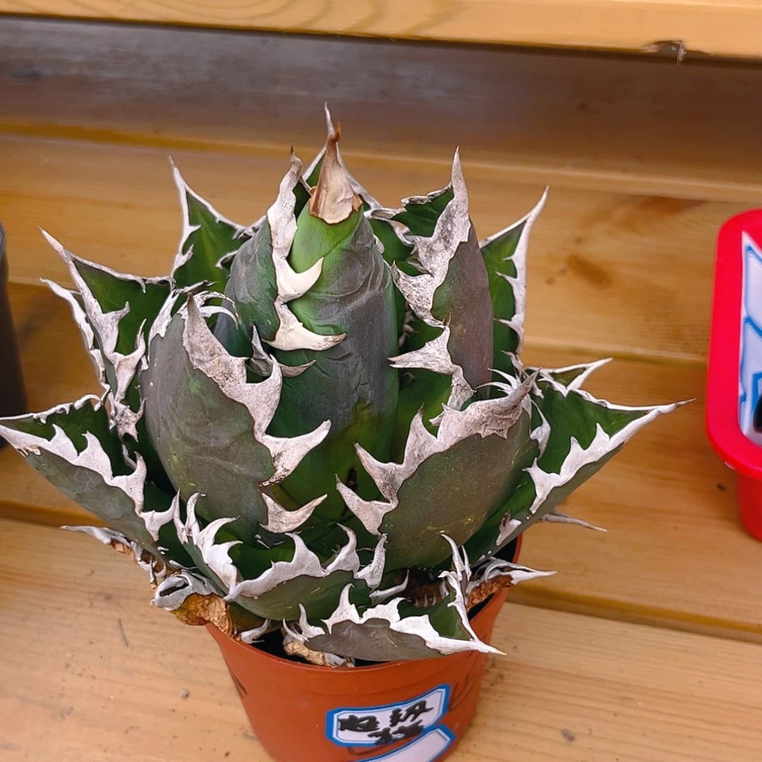 罗****彭龙舌兰超级猫一棵发顺丰