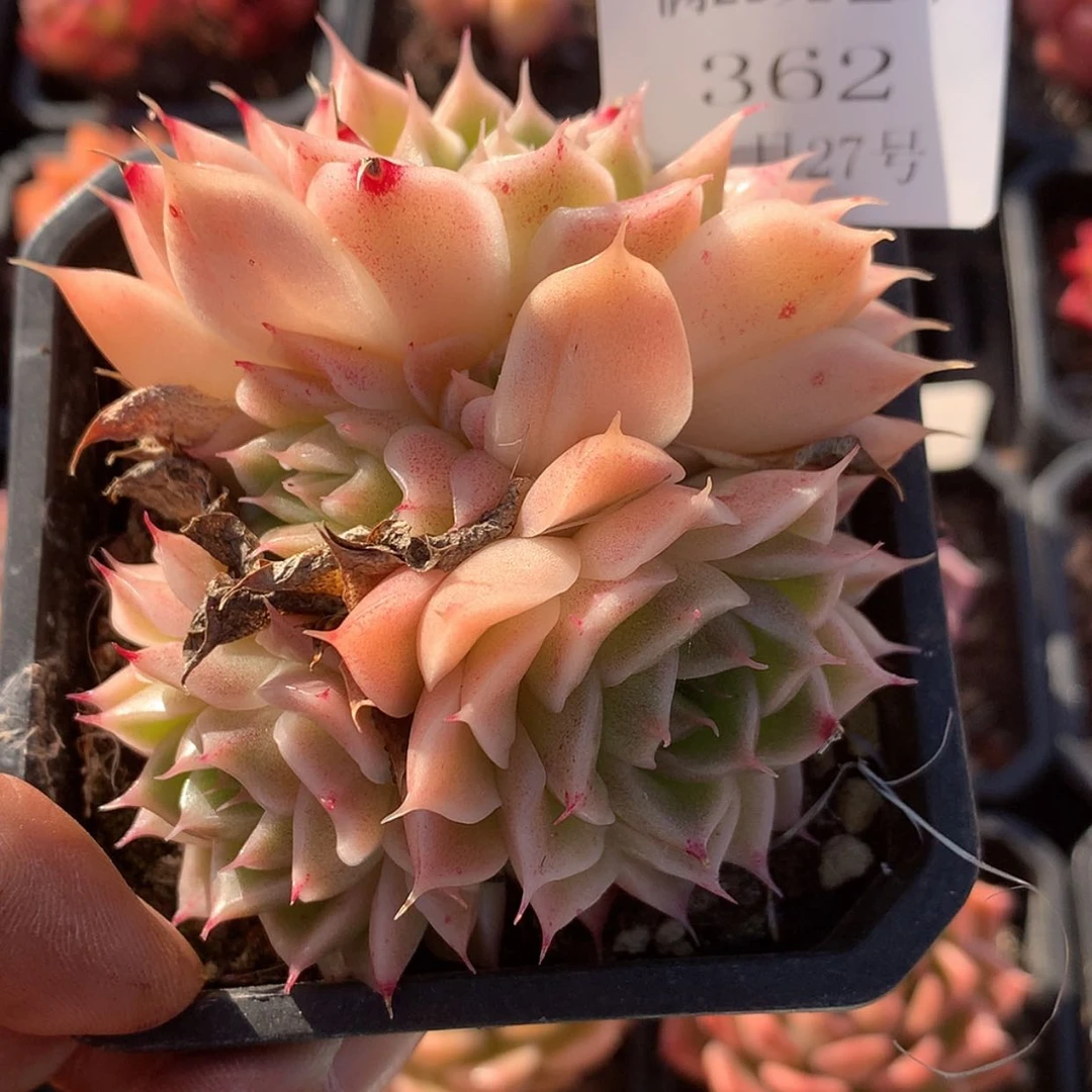 【闪购商品】云362号