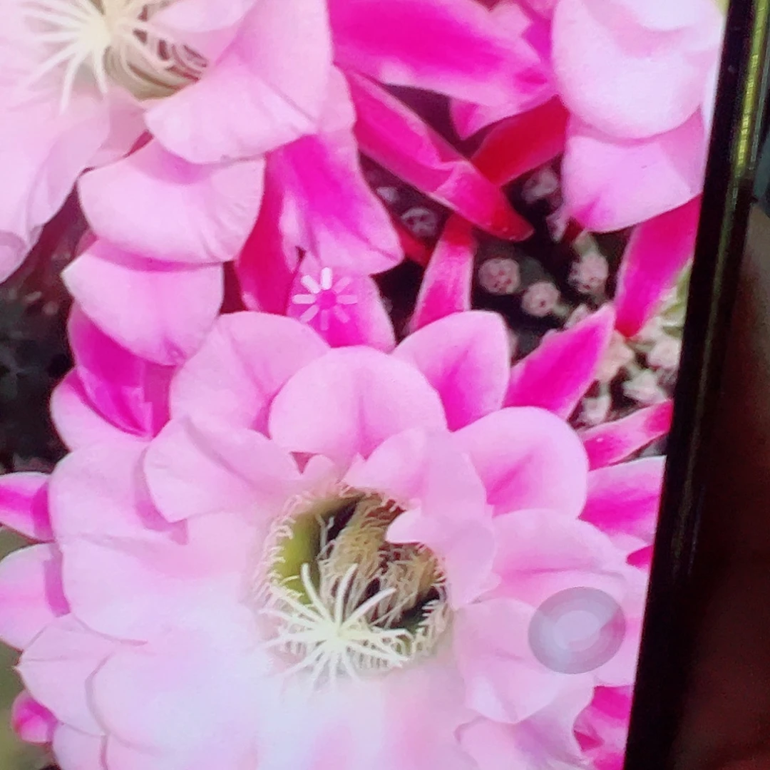毛花柱 诺尔斯侧芽 满20包邮