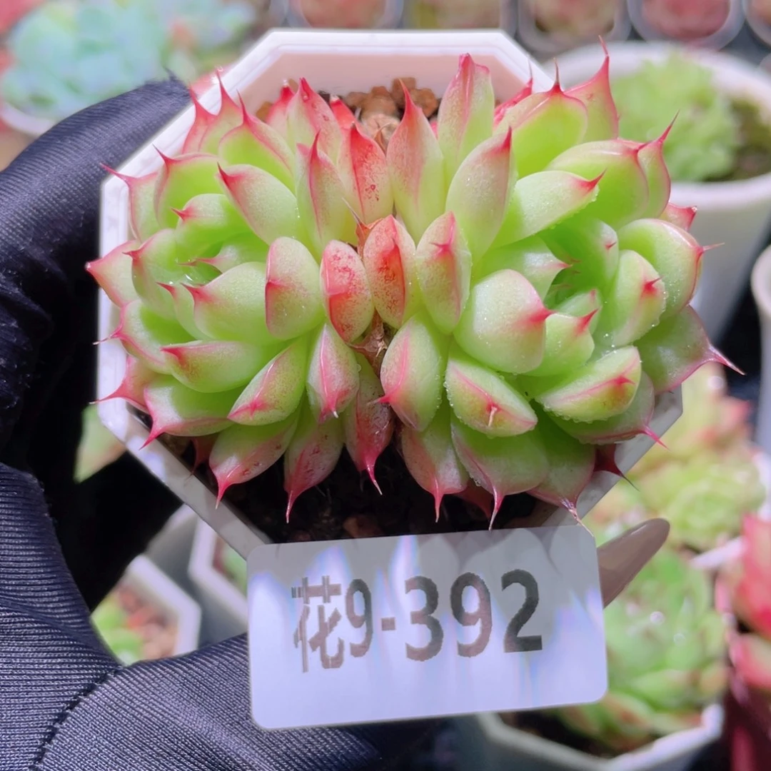花利美9-392海王双头