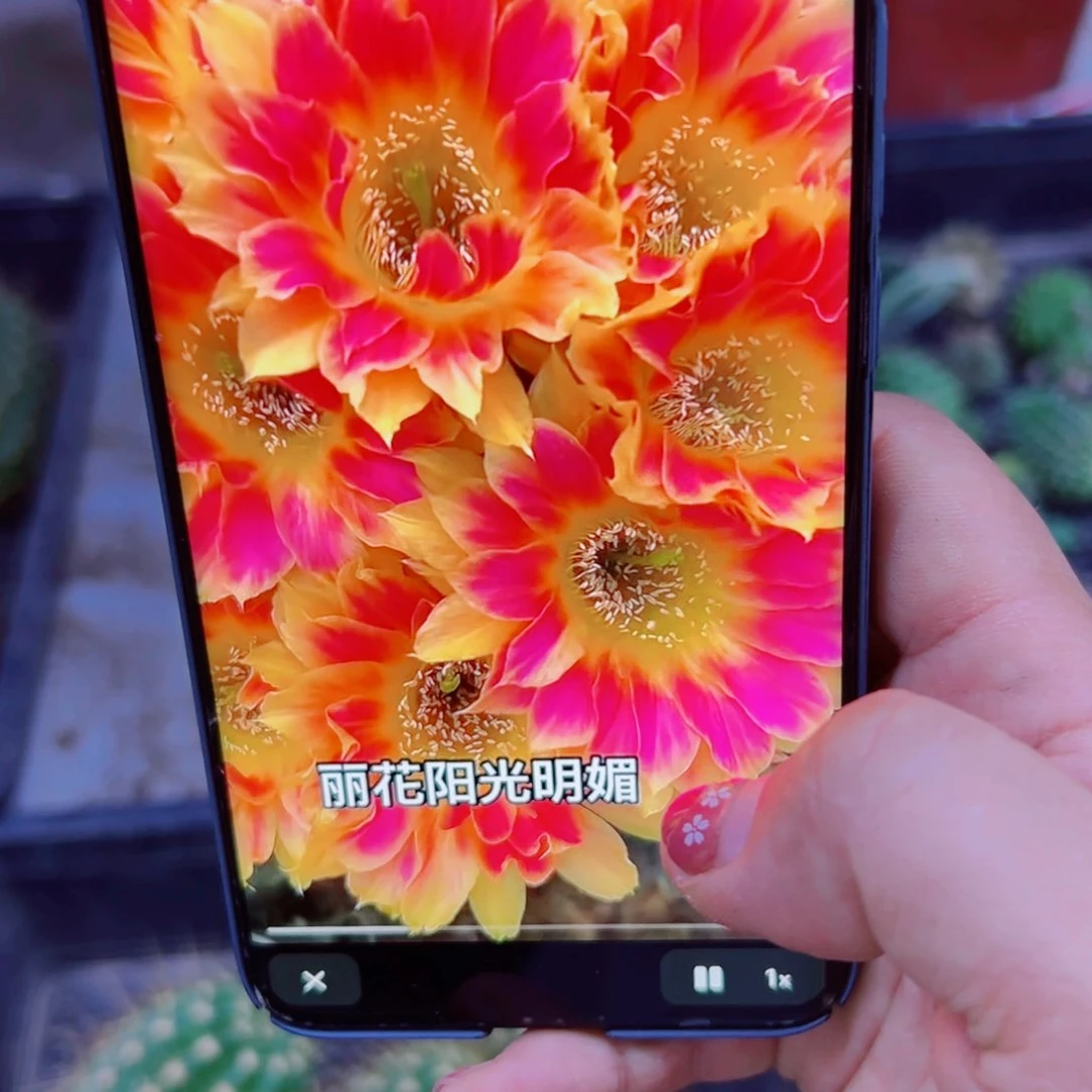 下64丽花阳光明媚歪无根侧芽2一3公分左右20包邮