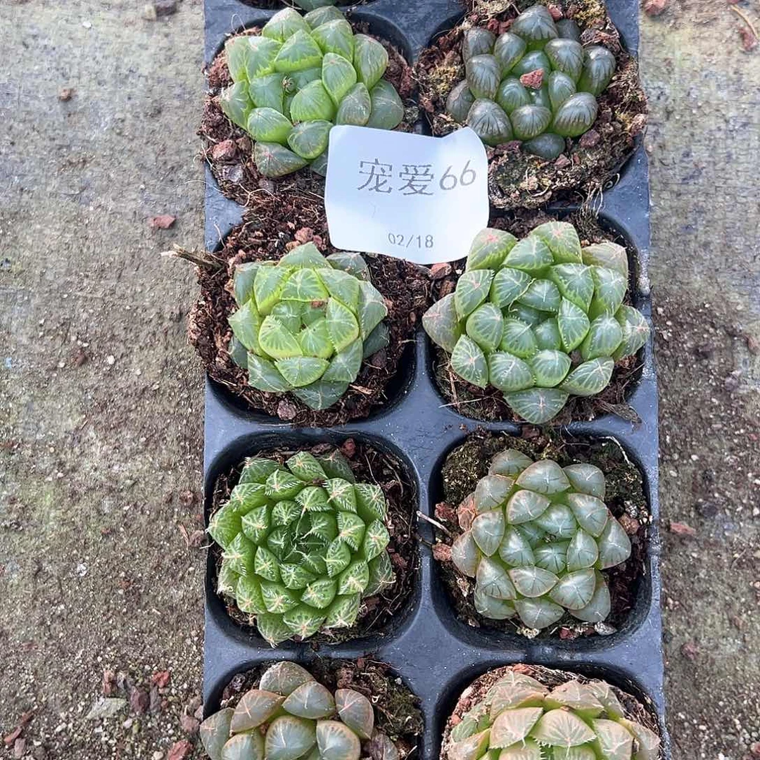 直播福利一物一拍66